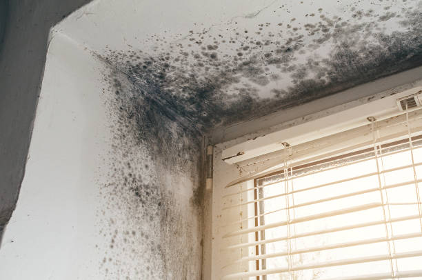 Affordable Basement Mold Removal solutions in Wyncote, PA